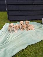 Kruising Labradoodle pups, Parvo, Overige rassen, 8 tot 15 weken, Meerdere