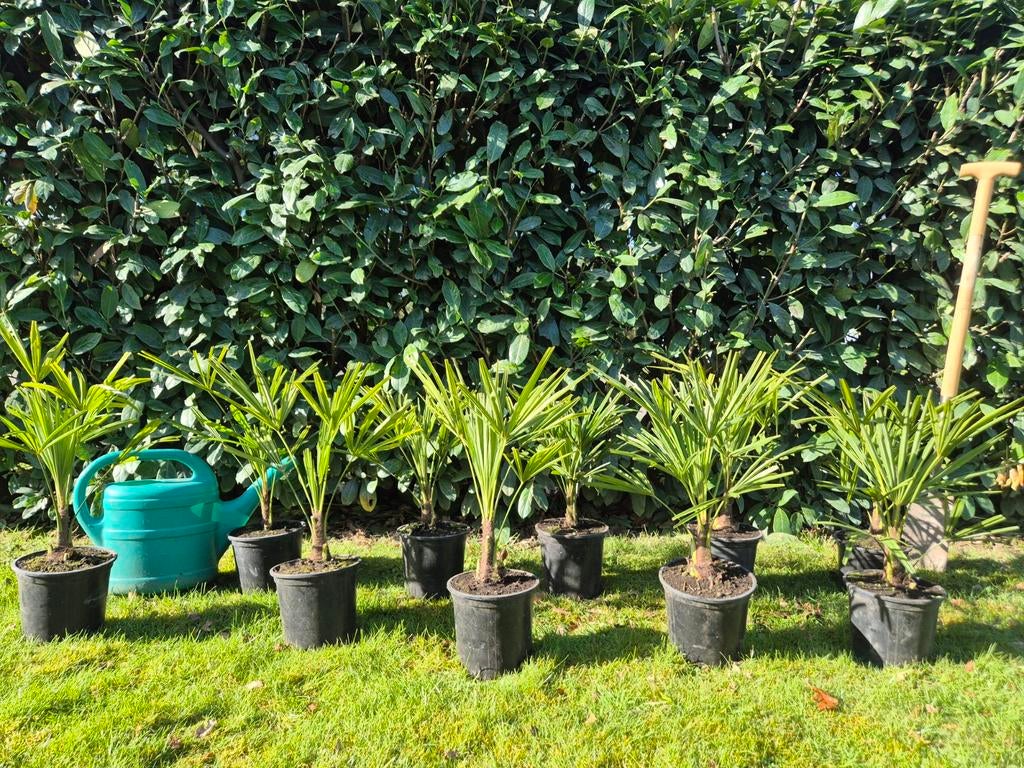 Palmboom Trachycarpus Fortunei chinese waaierpalm winterhard, Lente, Minder dan 100 cm, Palmboom, Ophalen