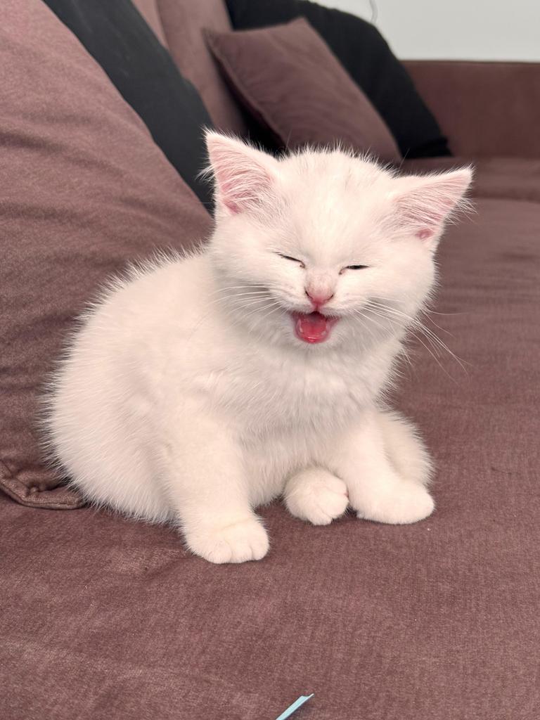 Prachtige Perzische kitten zoekt een liefdevol thuis, Dieren en Toebehoren, Kater