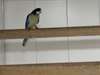 1-0 Brown rosella, Dieren en Toebehoren, Vogels | Parkieten en Papegaaien, Mannelijk, Parkiet, Geringd