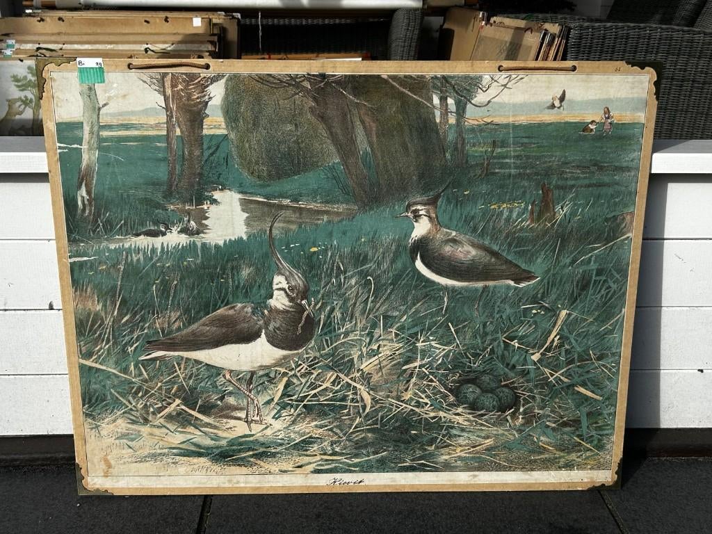 Oude schoolplaat met kievit, Ophalen of Verzenden, Natuur en Biologie