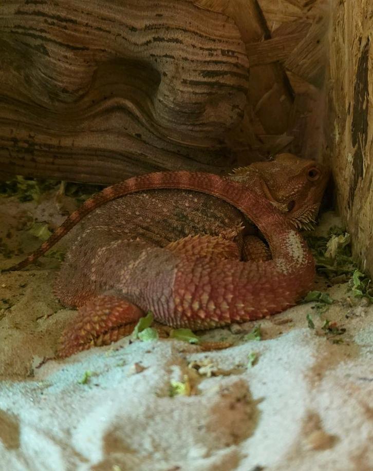 Half monster bleu bar baardagaam