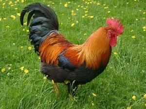 Haan zoekt hennen of een ander landschap, Dieren en Toebehoren, Pluimvee, Kip, Mannelijk