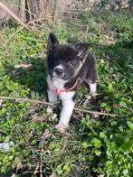 Prachtige Raszuivere American Akita Pups, Overige rassen, 8 tot 15 weken, Meerdere, Meerdere dieren