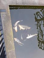 KOI-KARPERS TE KOOP, Karper of Koi