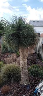 Yucca en Palmbomen - Zelf uitgraven, Tuin en Terras, Ophalen