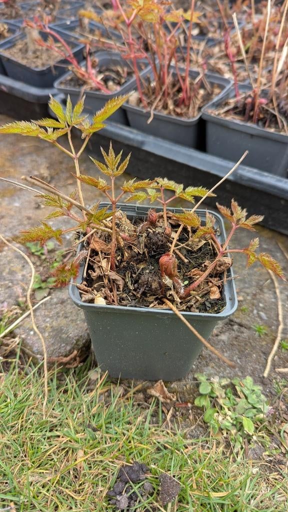 Astilbe pluimspirea in P9, Tuin en Terras, Planten | Tuinplanten, Vaste plant, Halfschaduw, Zomer, Ophalen