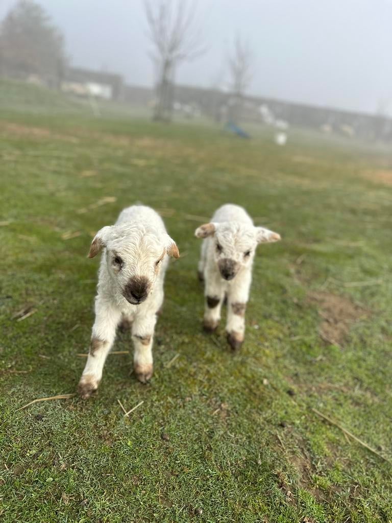Tweeling ram lammeren walliser schwarznase x texels schaap, Dieren en Toebehoren, Meerdere dieren, Schaap