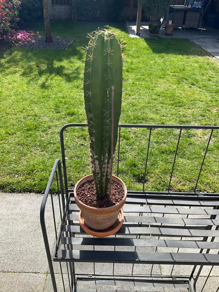 Cactus, Ophalen of Verzenden, Cactus, Volle zon, Minder dan 100 cm