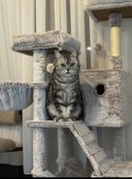 Britse korthaar, Kater, Met stamboom, 3 tot 5 jaar