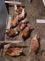 Kippen te koop, Vrouwelijk, Kip