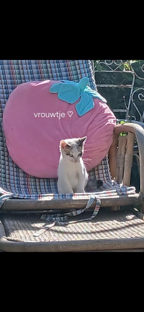 Lieve kruising kittens, Dieren en Toebehoren, Meerdere dieren