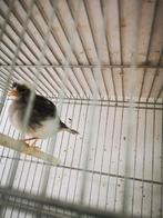 Fife fancy man, Dieren en Toebehoren, Vogels | Kanaries, Mannelijk, Postuurkanarie