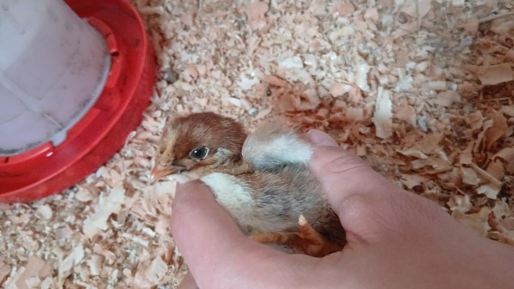 Barnevelder kuiken, Hagedis, 0 tot 2 jaar