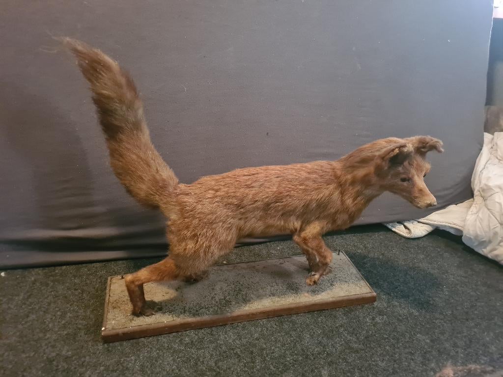 Opgezette vos, Verzamelen, Ophalen, Zo goed als nieuw, Wild dier, Opgezet dier