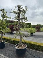 perenboom, Ophalen, Lente, 250 tot 400 cm, Halfschaduw