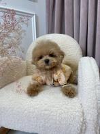 Prachtige Maltipoo teefje pup (Asian Toy Poedel/Maltezer), Particulier, Overige rassen, 8 tot 15 weken, Buitenland