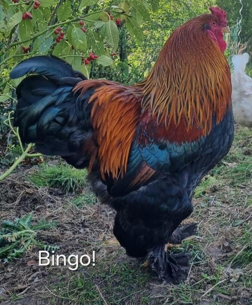 Broedeieren Brahma. meerzomig patrijs en goud zwart gezoomd, Ophalen, Nieuw, Kippenhok of Kippenren