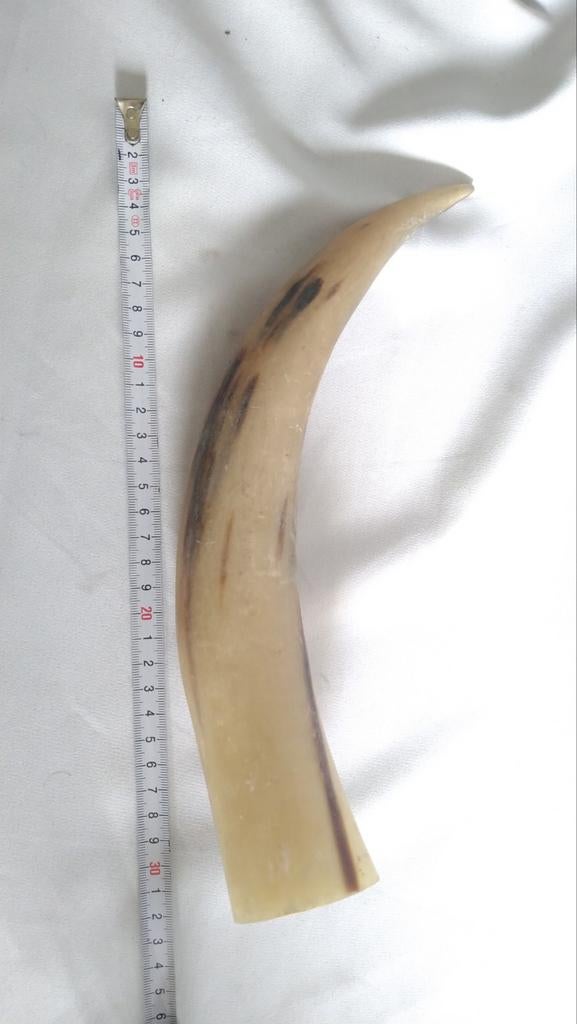 Koeienhoorn dierenhoorn hoorn koe rund stier, Verzamelen, Ophalen of Verzenden