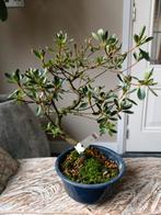 Satsuki Azalea Rin Bonsai, Bloeit niet, Halfschaduw, Minder dan 100 cm, Overige soorten