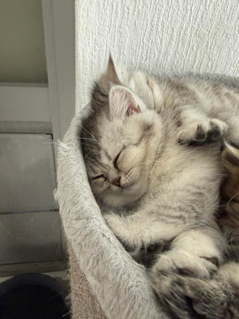 BRITSEKORTHAAR kitten, Dieren en Toebehoren, Kater, Met stamboom