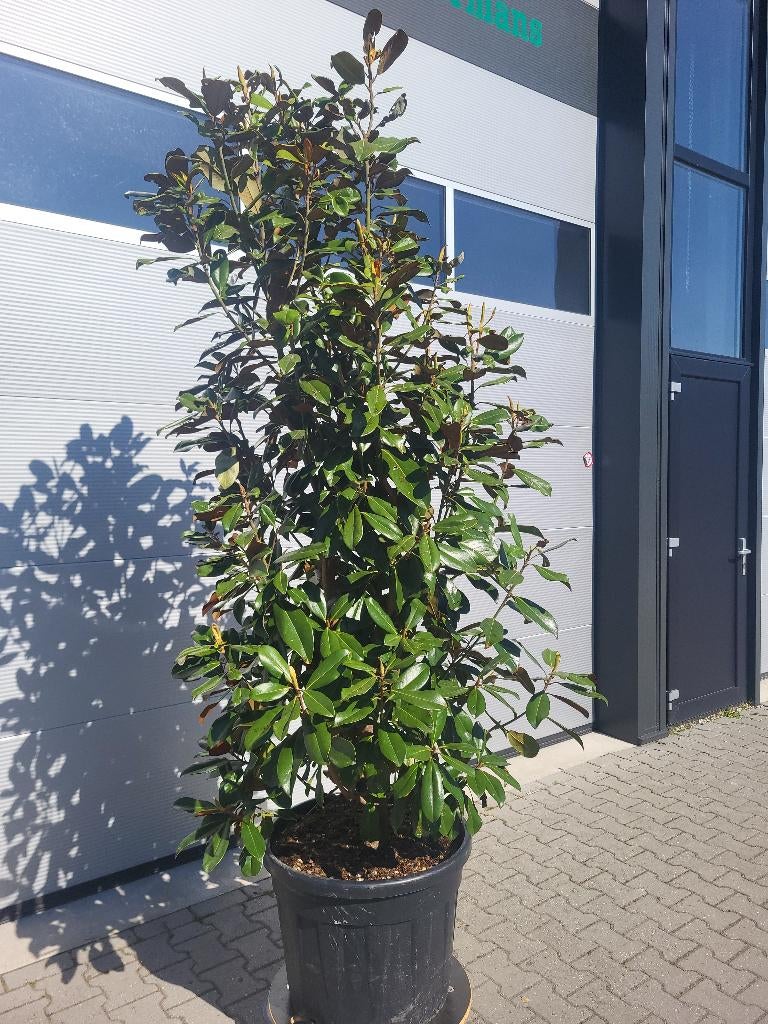 Magnolia grand.Praecox, Ophalen, Zomer, Overige soorten, Halfschaduw