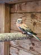 Bourkes man parkieten, Dieren en Toebehoren, Vogels | Parkieten en Papegaaien, Mannelijk, Parkiet, Geringd