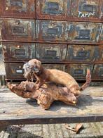 Prachtige Bunzing met prooi, Verzamelen, Dierenverzamelingen, Ophalen of Verzenden, Zo goed als nieuw, Wild dier, Opgezet dier