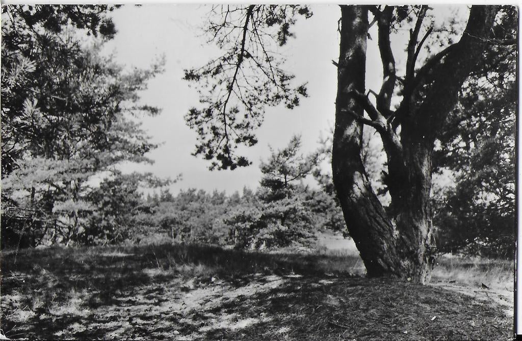 Oldebroek natuurschoon oude gelopen ansichtkaart ( 1800 ), Ophalen of Verzenden, 1960 tot 1980, Gelopen