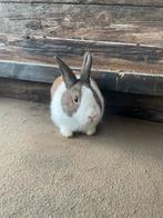 Leuke konijntjes, Dieren en Toebehoren, Konijnen, Mannelijk, Klein, 0 tot 2 jaar