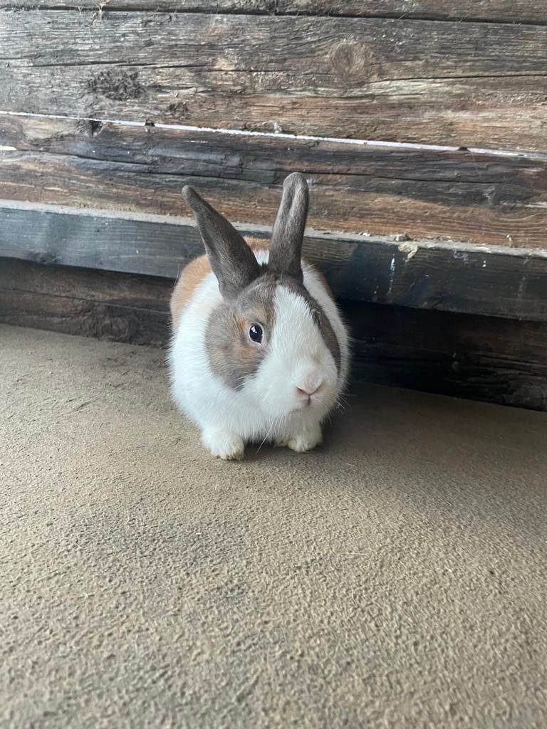 Leuke konijntjes, Dieren en Toebehoren, Mannelijk, Klein, 0 tot 2 jaar