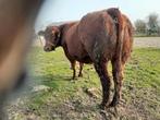 Mooie vbr roodbonte dikbil makke koe., Dieren en Toebehoren, Runderen