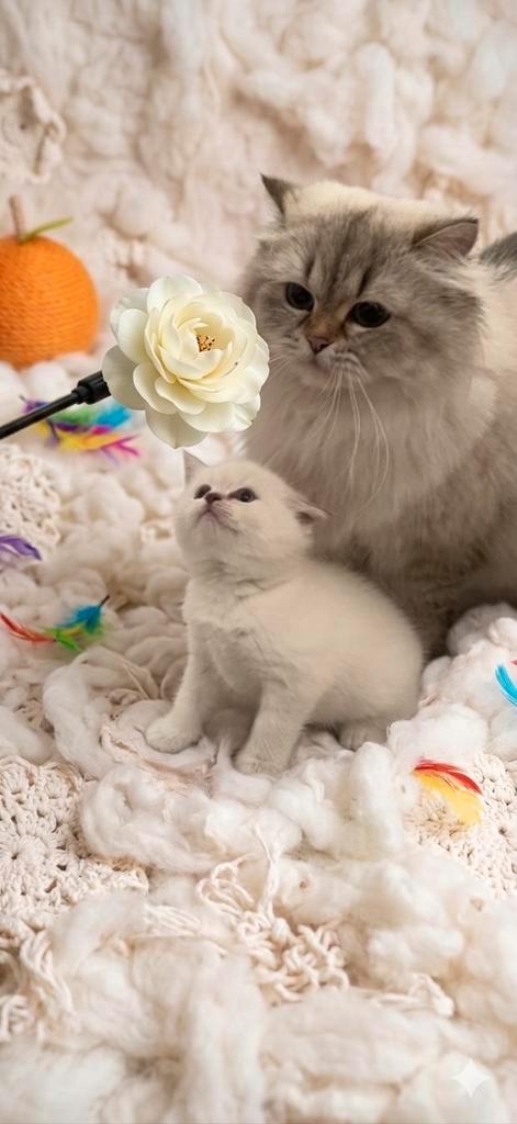 BRITSE BLUE POINT KITTEN🩵, Dieren en Toebehoren, Katten en Kittens | Raskatten | Korthaar, Geslacht onbekend, 0 tot 2 jaar, Ontwormd