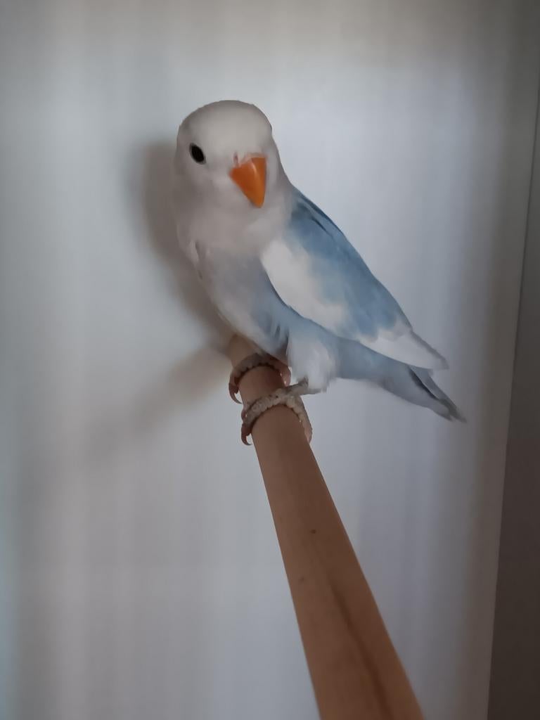 JONGE AGAPORNIS ROSEICOLLIS OM ZELF TAM TE MAKEN, Geslacht onbekend, Dwergpapegaai of Agapornis, Geringd