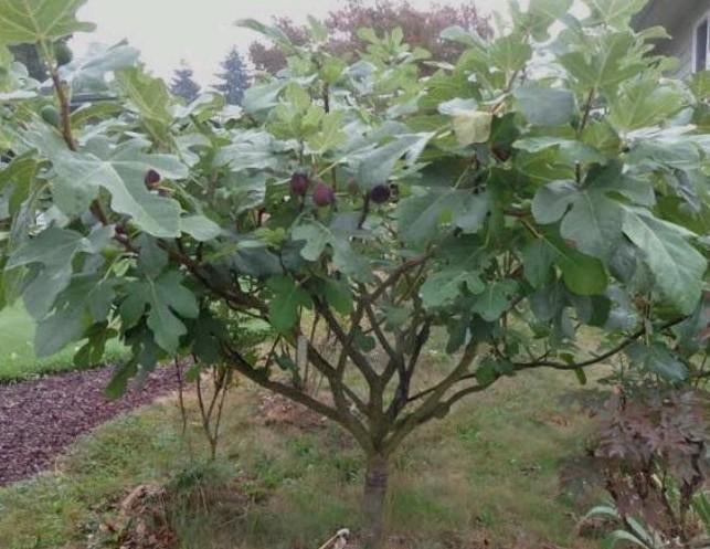 Diverse vijgenbomen ‘Brown Turkey’, Tuin en Terras, Ophalen, Minder dan 100 cm, Vijgenboom