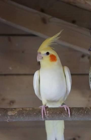 Opzoek naar Lutino valkparkiet, Dieren en Toebehoren, Vogels | Parkieten en Papegaaien, Meerdere dieren, Parkiet, Tam