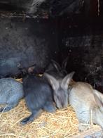Vlaamse reuzen, Dieren en Toebehoren, Konijnen, Meerdere dieren, Groot