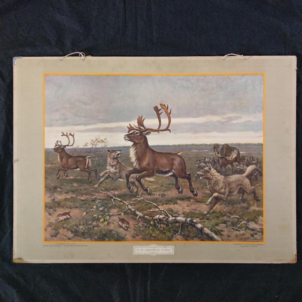 Schoolplaat In de Siberische vlakte – Koekkoek 1924, Ophalen of Verzenden, Natuur en Biologie