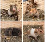 Jonge tamme goudhamsters ( vrouw) rechtstreeks van de fokker, Dieren en Toebehoren, Knaagdieren, Hamster, Vrouwelijk, Januari