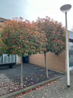 3 Photinia fraseri (Red Robin) bomen, Volle zon, Lente, 250 tot 400 cm, Overige soorten