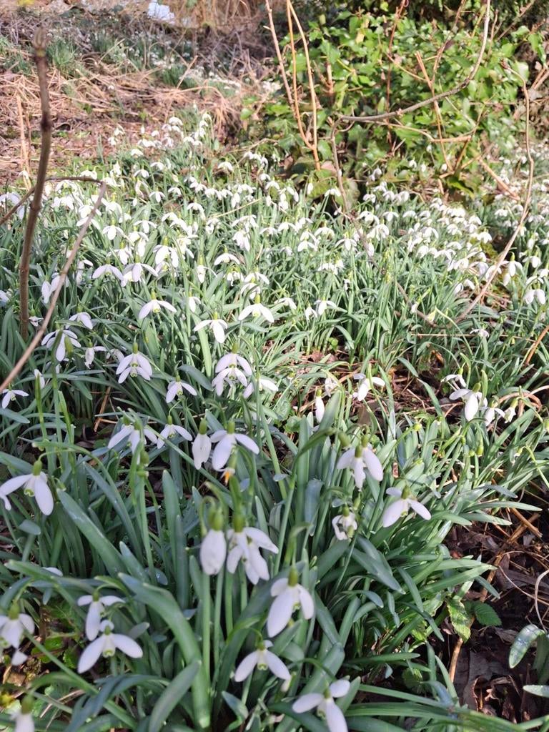 Sneeuwklokjes 'in the green' - 350 voor €50.00, Tuin en Terras, Planten | Tuinplanten, Ophalen of Verzenden, Overige soorten, Halfschaduw