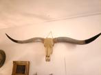 Indrukwekkende Longhorn schedel met hoorns - Wanddecoratie, Ophalen, Zo goed als nieuw, Boerderijdier, Schedel