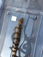 Koppel Australische oostelijke blauwtongskinken, Hagedis, Met terrarium, 7 tot 10 jaar