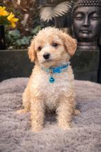 Maltipoo pups Maltezer x toy poedel, Dieren en Toebehoren, Overige rassen, 8 tot 15 weken, Parvo, Meerdere
