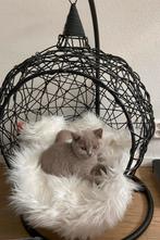 Hangstoel swing, Dieren en Toebehoren, Kattenmanden, Ophalen, Zo goed als nieuw, Overige