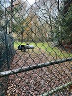 Te huur Hondenuitlaatveld omheind, Weidegang