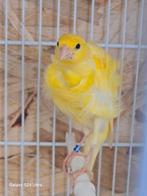 Mooi een koppelen Frise Holland  75€, Dieren en Toebehoren, Mannelijk, Kleurkanarie