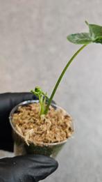 Alocasia Teletubbie, Ophalen of Verzenden, Halfschaduw, Minder dan 100 cm