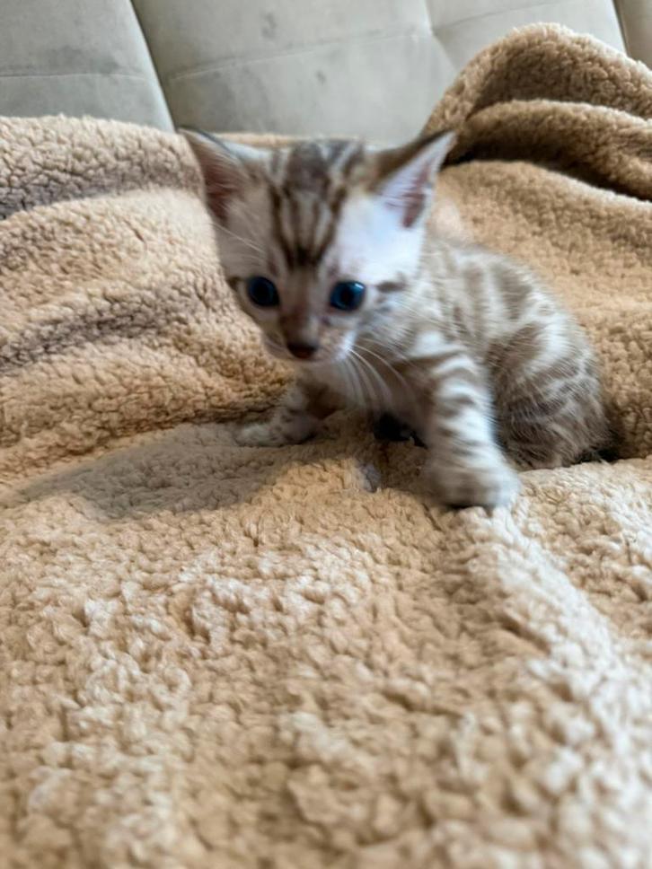 Bengaal snow mink 6 weken oud ze mogen 13 april verhuizen, Dieren en Toebehoren, Katten en Kittens | Raskatten | Korthaar, Meerdere dieren