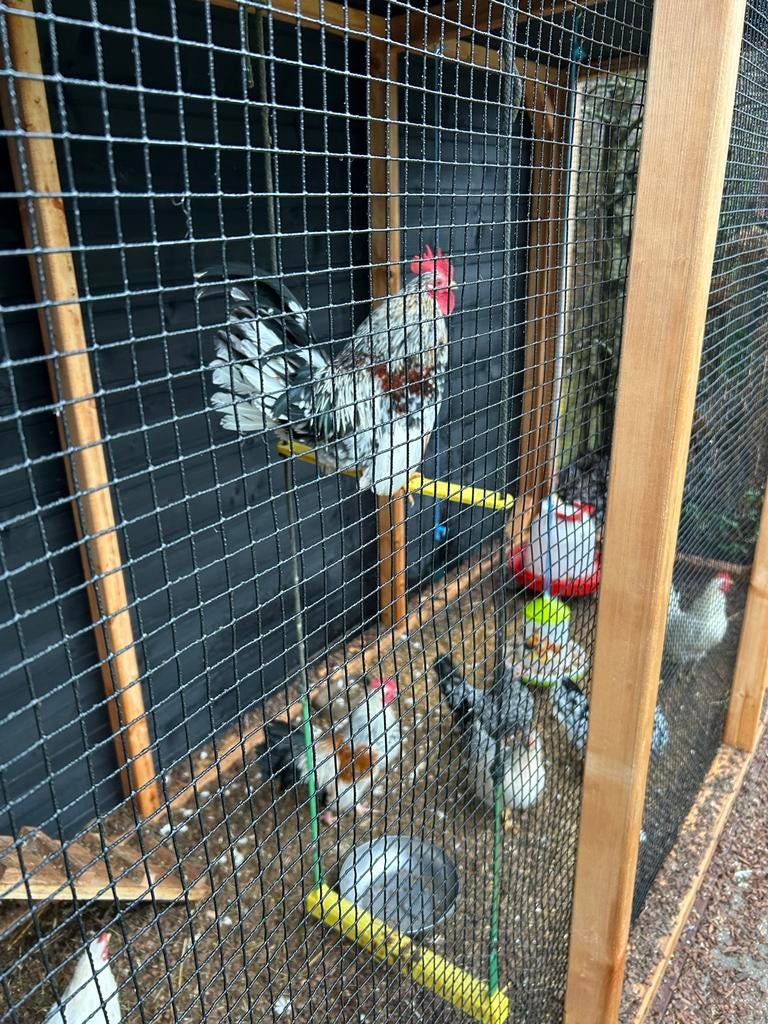 Super leuke serama hanen 1 witte en 1 gekleurde, Mannelijk, Kip